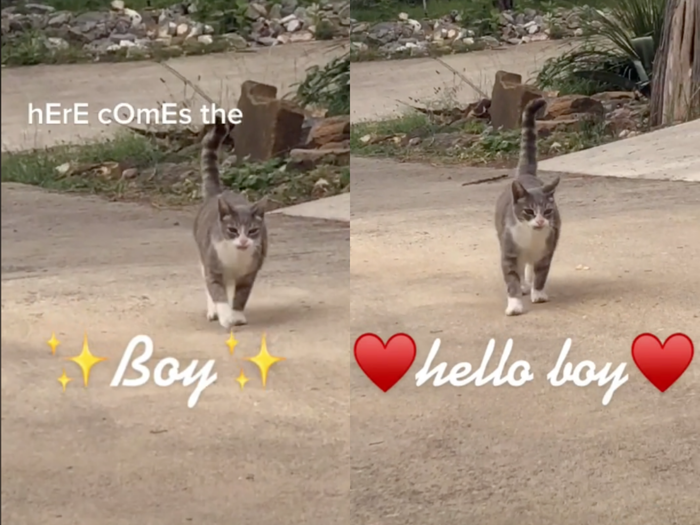 two side-by-side images of a grey and white cat on a street with the text "here comes the boy, hello boy" and sparkle and heart emoji