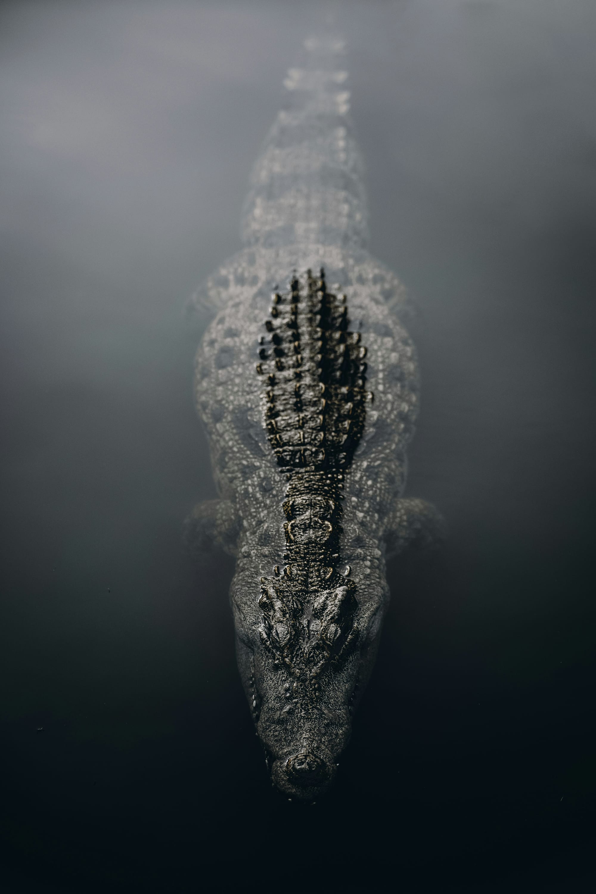 Crocodile swimming in dark water