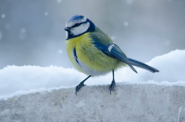 Wintering into a New Year