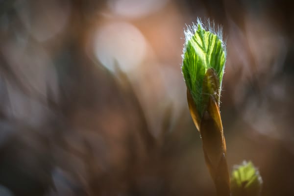 Fresh beech leaf.